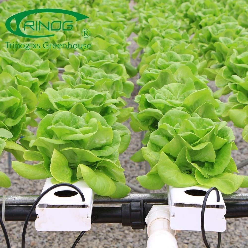 Cultivation Hydroponics System Plastic Film Cover Multi-Span Greenhouse for Flowers and Vegetables