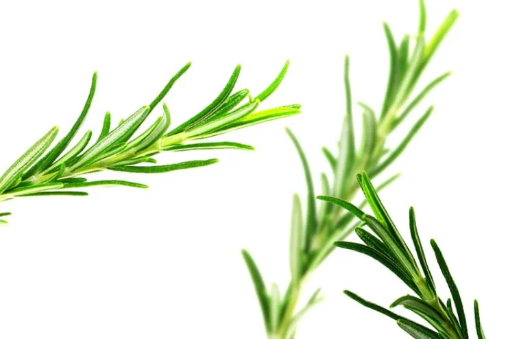 المواصفات المتعددة مستخرج نبات روزماري حامض أورسوليوريك Rosemary Carnosic Rosemary Acid