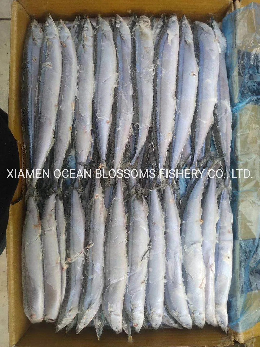 Best Quality Frozen Pacific Saury