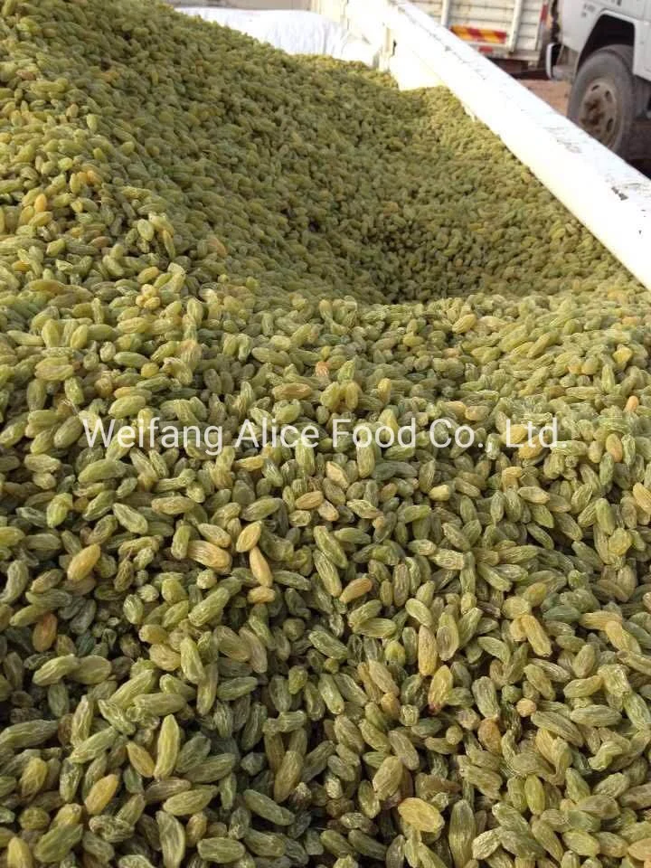 Health Snacks Chinese Factory Dried Green Raisins