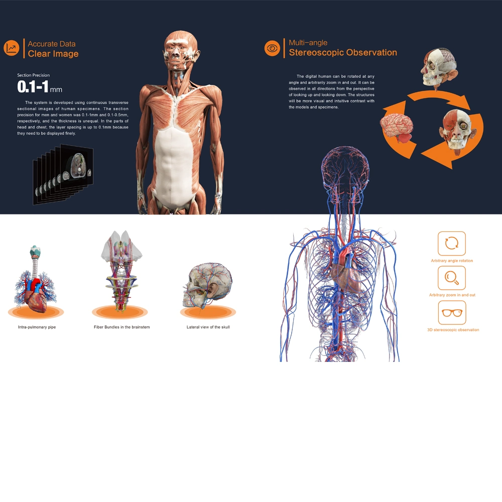 Écran tactile 3D de l'enseignement Anatomie Anatomie table virtuelle