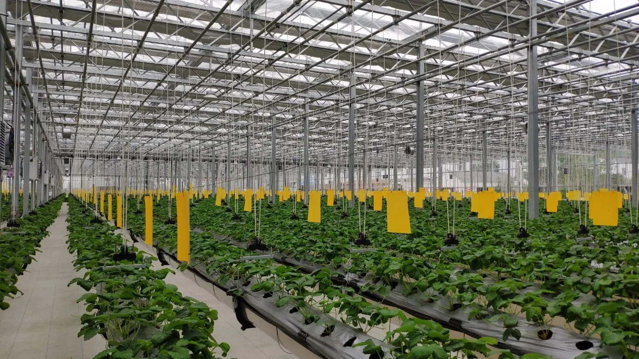 La agricultura moderna Multi-Span de efecto invernadero de cristal personalizado con el sistema de cultivo hidropónico sistema de riego de hortalizas Frutas Flores lechuga