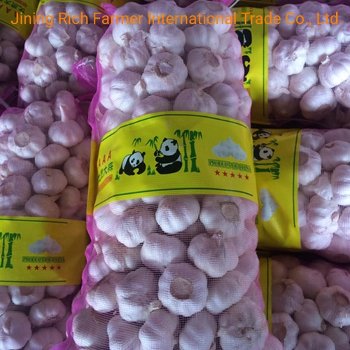 2022 China New Fresh Garlic 5.5 Cm-6.0 Cm in Mesh Bag