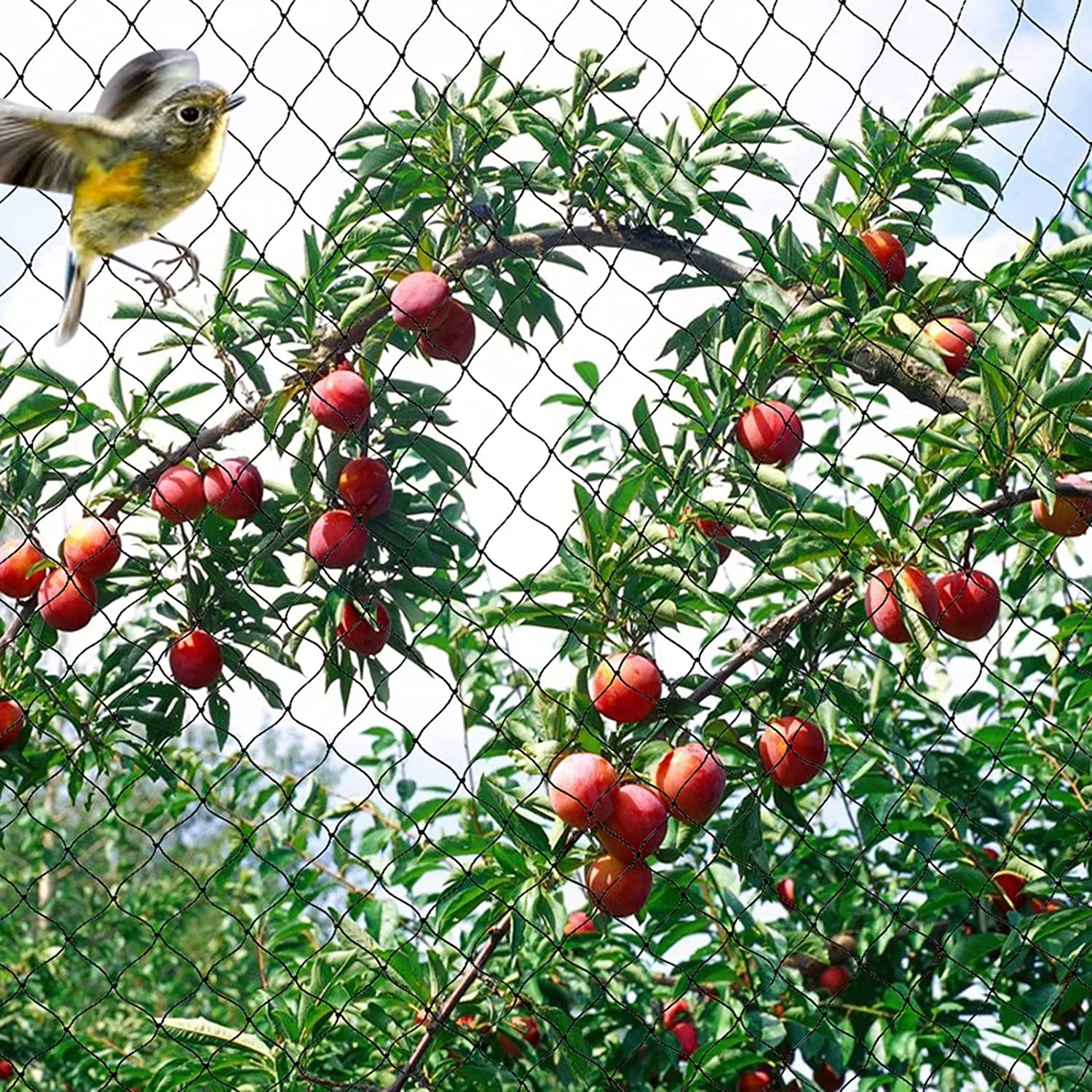 Pond Net, Keep Large Leaves out of Your Garden or Pond, This Will Also Prevent Fish From Jumping in 100% HDPE High quality/High cost performance  Plastic Bird Nets