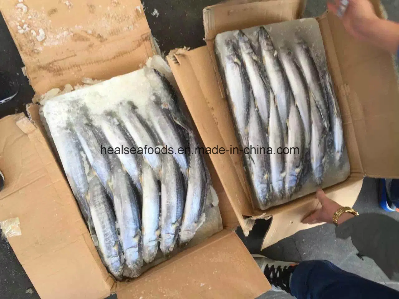 Chinese White Belly Mackerel Factory