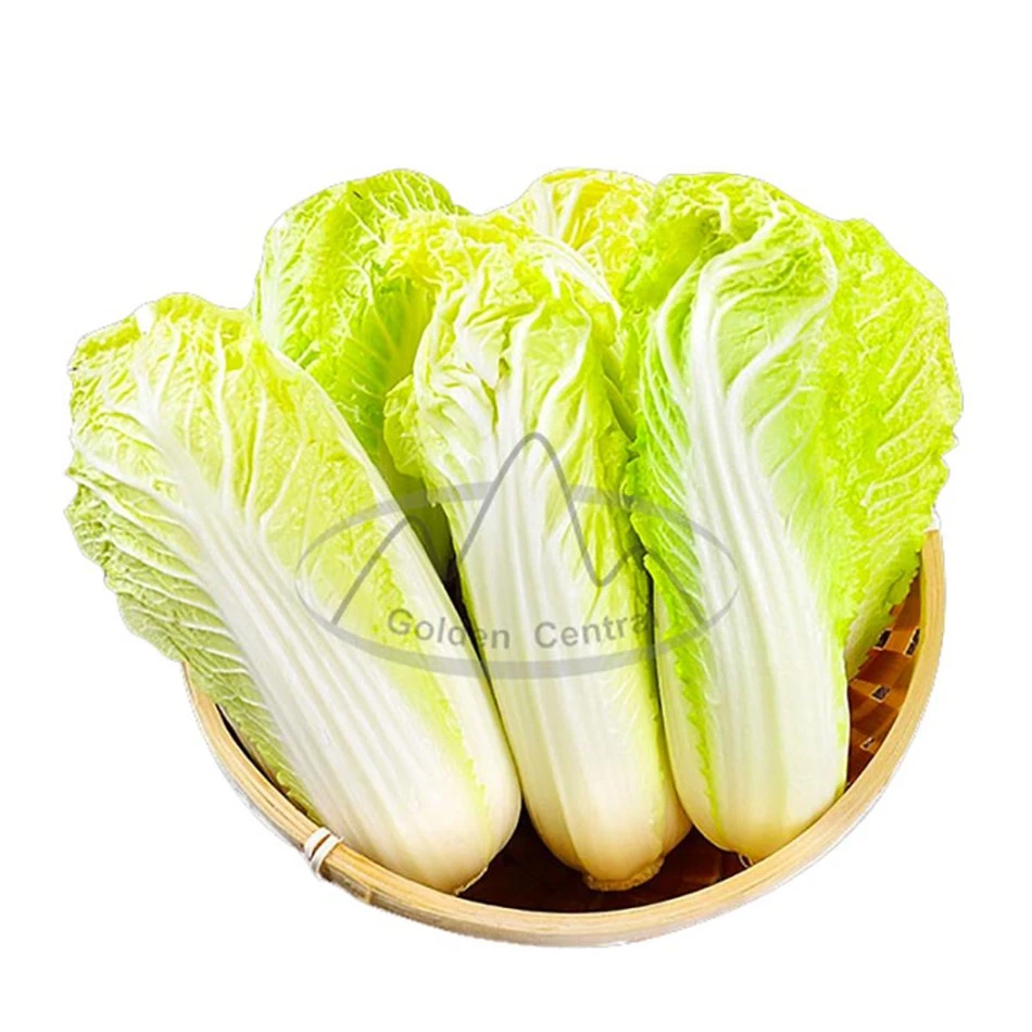 Wholesale/Supplier Large Capacity of Chinese Cabbage in Best Price