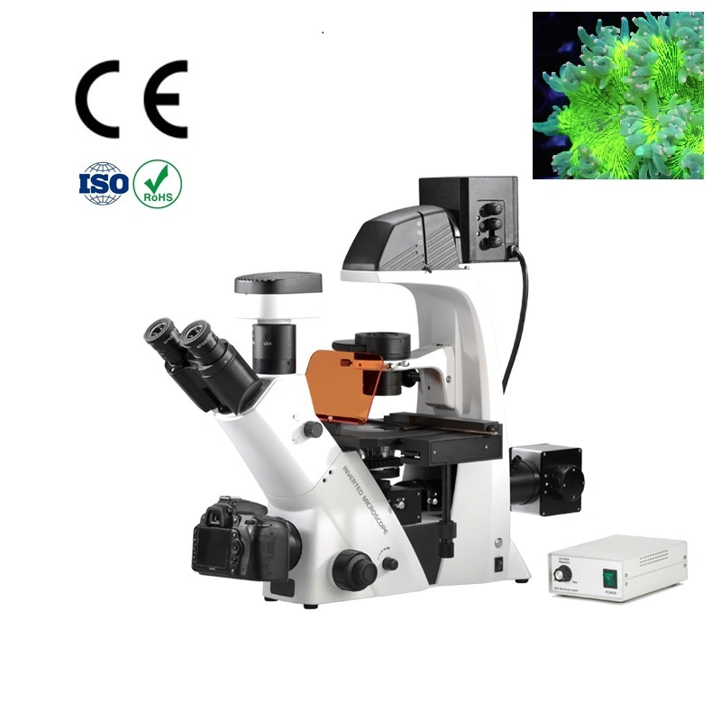 Inverted Fluorescence Microscope with Dual Photo & Video Channel Support Eyepiece / Digital Camera