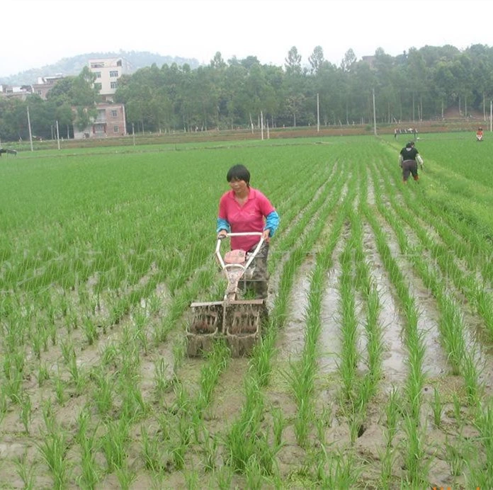 Le désherbage de la machine, Paddy Paddy Weeder simple rangée