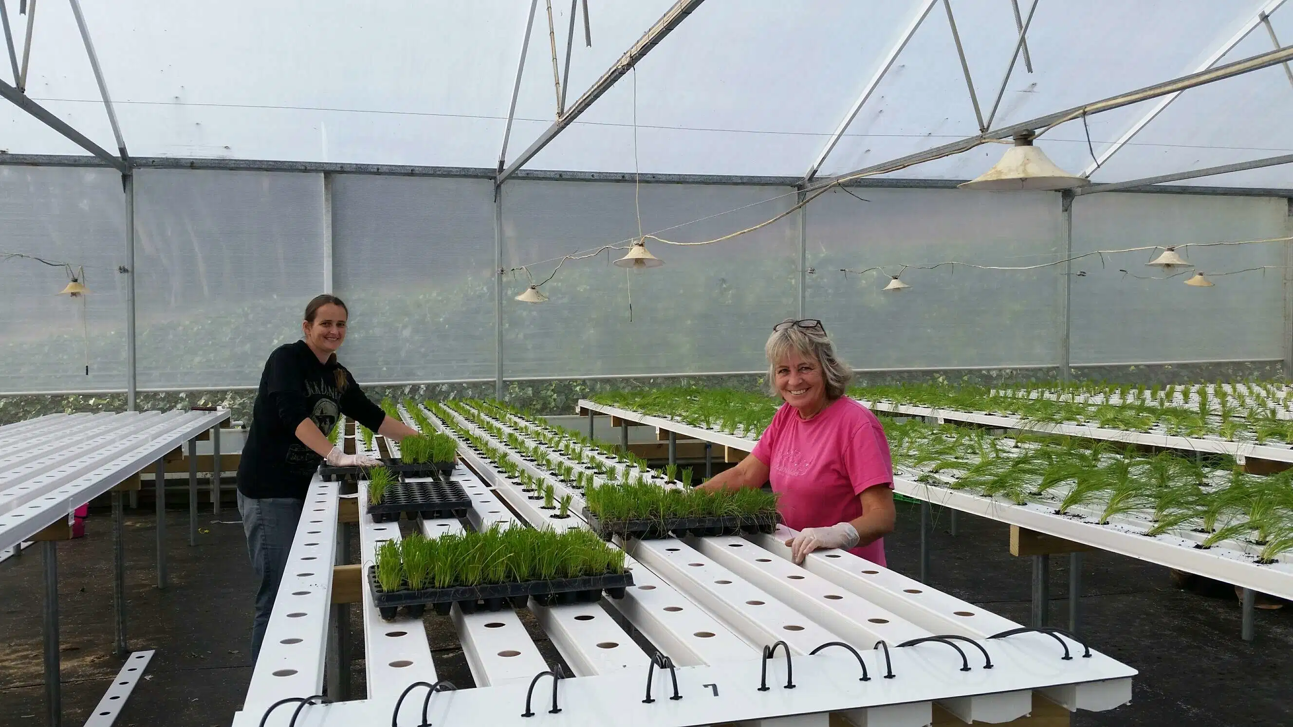 Sistemas agrícolas de crescimento de NFT Hydroponics