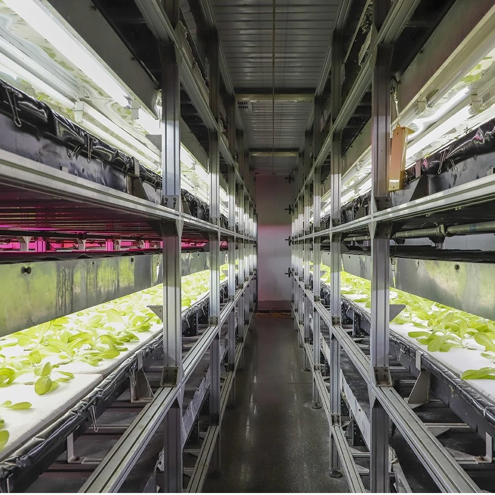 Serre hydroponique pour légumes concombre tomate laitue