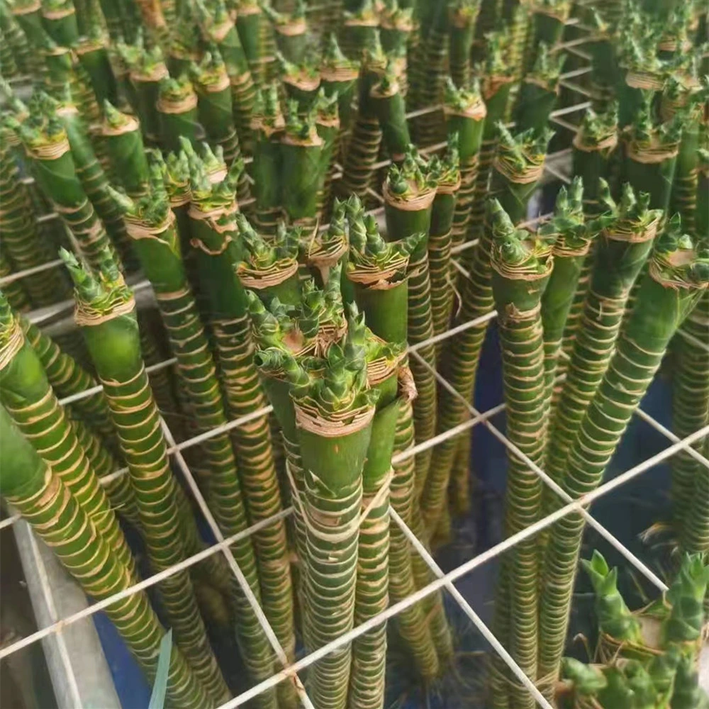 Lucky Bamboo Dracaena компактов гидропонное огородничество закрывается бамбук Фун Шуй завод