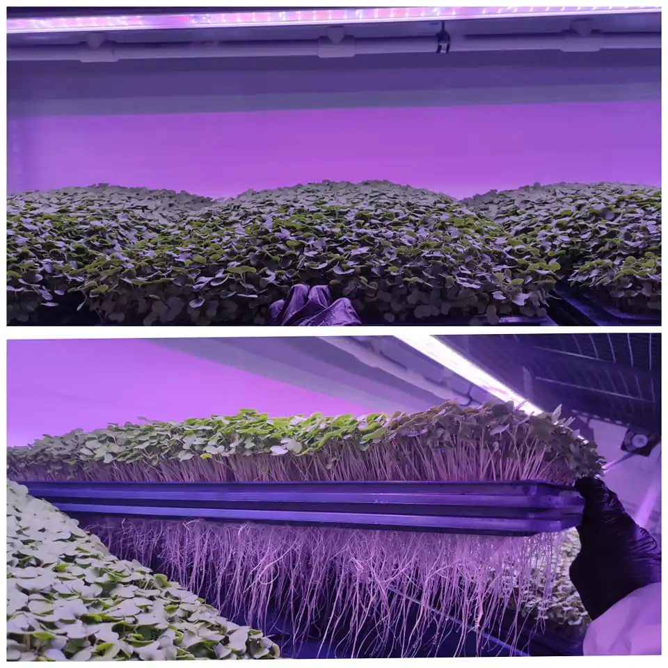 Sistema vertical de cultivo de plantas LED para invernadero de contenedores hidropónicos