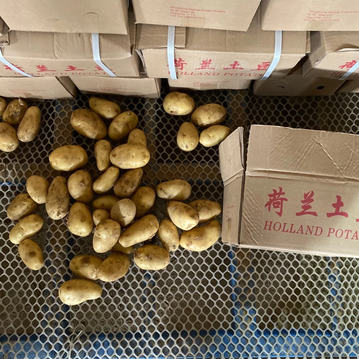 Os preços da batata de Shandong nova batata de Cultura