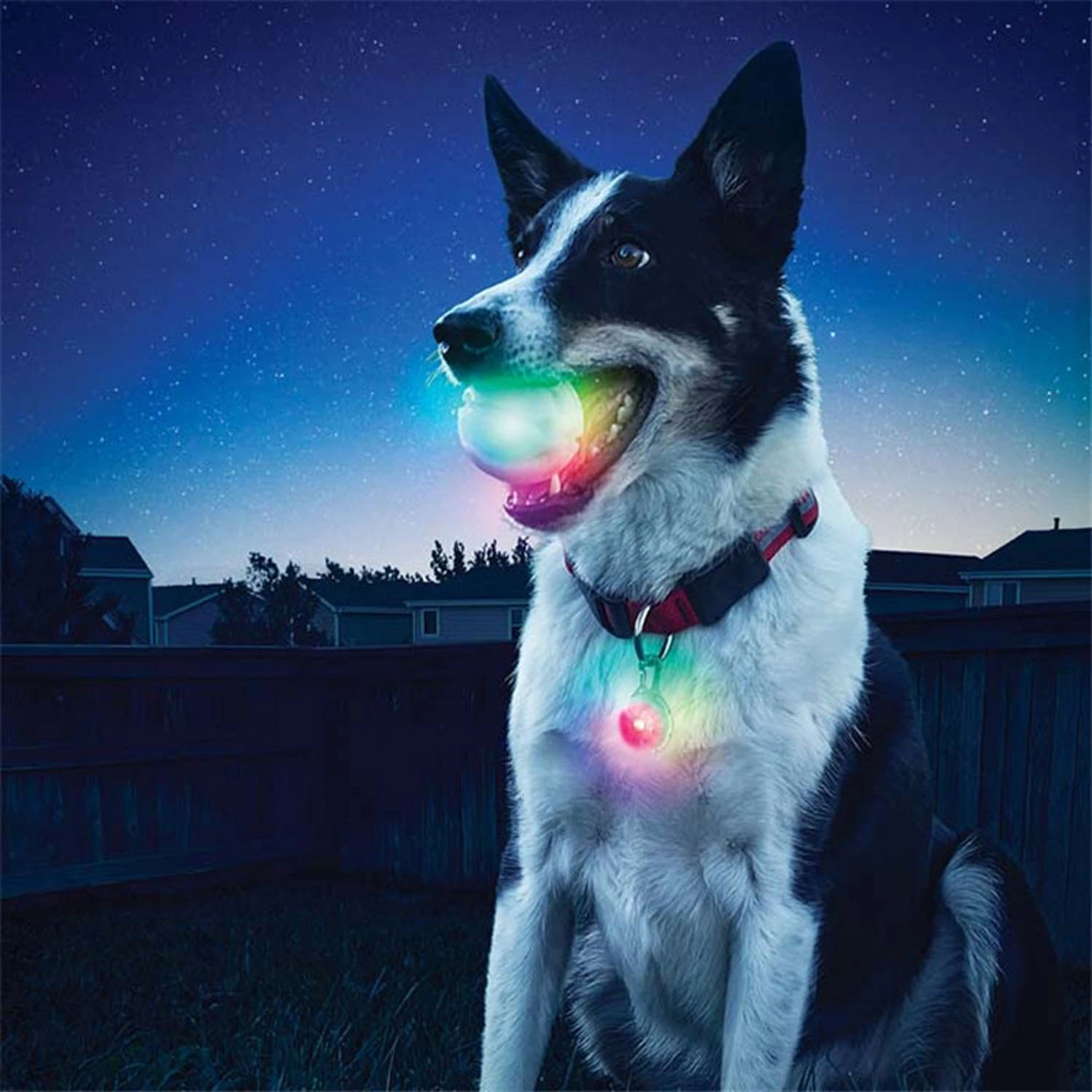Ilumina bolas de perro Flash pelota elástica interactiva juguetes de mascotas LED Pet Ball Productos de mascotas Juguetes Pet Ball LED Pet Pelota Pet Toys Pet