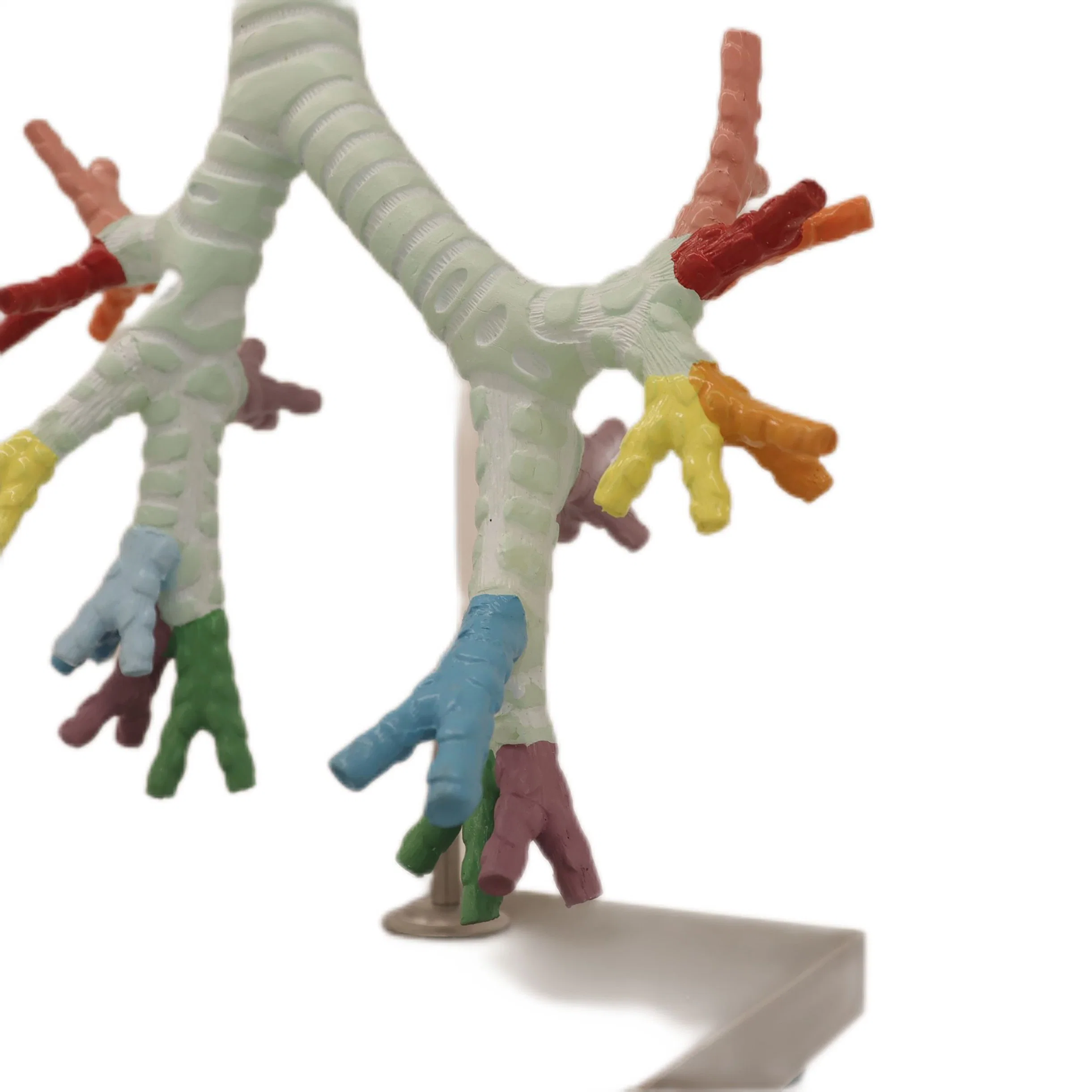 Modelos de Enseñanza médica Color óseo Enseñanza humana Modelo de esqueleto Modelo de la tráquea y el bronquio, segmento broncopulmonar