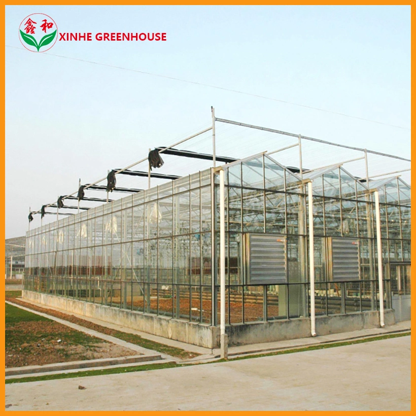 Single Span and Multi-Span Turn Key Large Glass Greenhouse