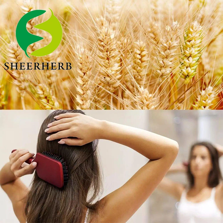 100% Water Soluble Wheat Protein 99% Hydrolysis Wheat Protein Isolate for Hair