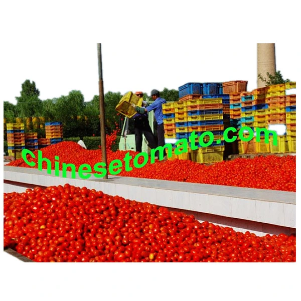 Alemania entera pelada Tomate Paste 3000g