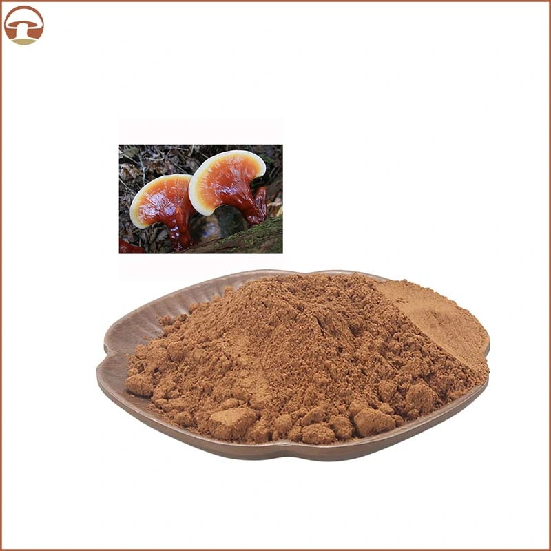 Organic Reishi Mushroom Ganoderma Lucidum Extract with ISO HACCP Certificates