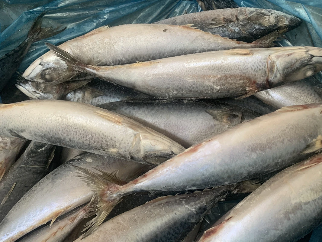 Le Maquereau Maquereau filets congelés de poissons congelés exportateurs le chinchard du Pacifique dans le marché chinois