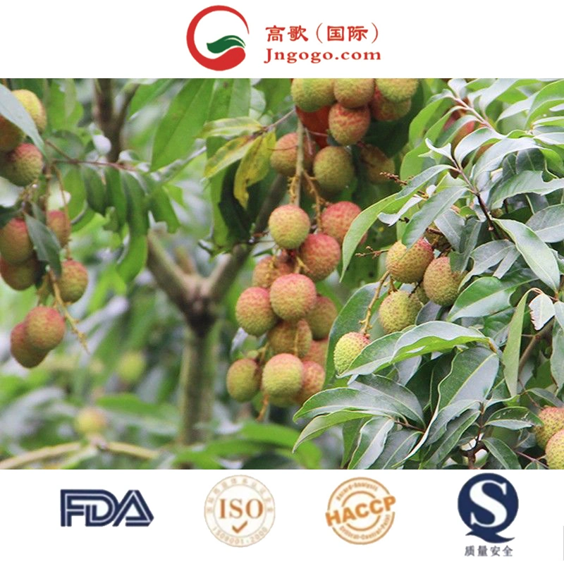 Chinese Fresh Litchi Lychee Fruit for Export