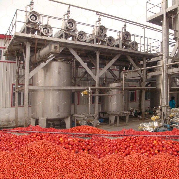 Concentrated Tomato Paste Brix 36-38%/Aseptic Tomato Paste Concentrate 28-30%