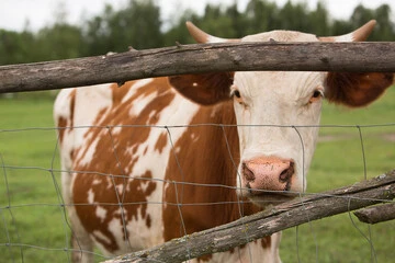 Galvanizado en caliente de tensión se graduó de nudo fijo valla venado de campo o pastizales de ganado ovino caprino de bloqueo de la Cruz vallas Net