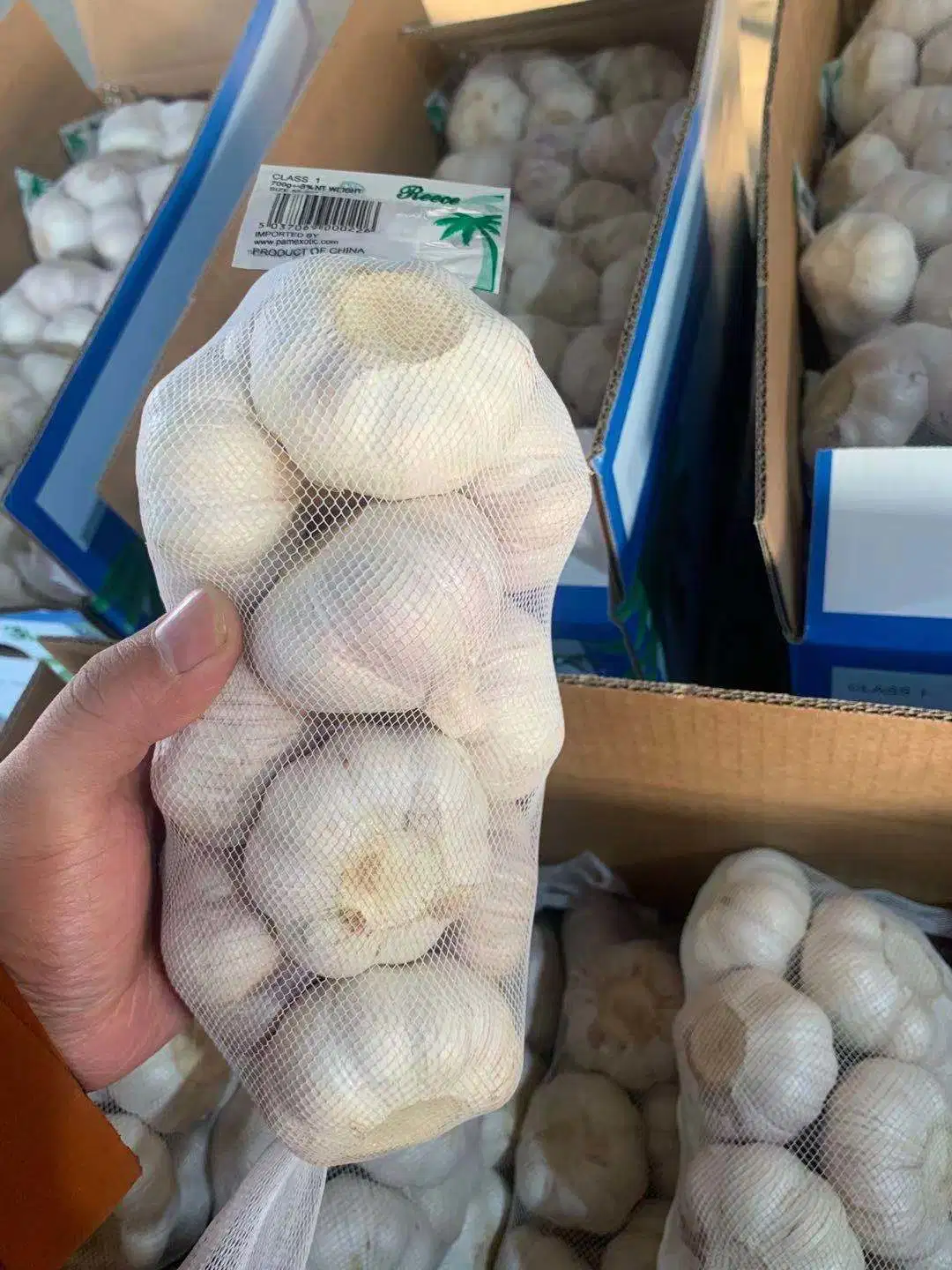 China New Crop Fresh Normal Garlic