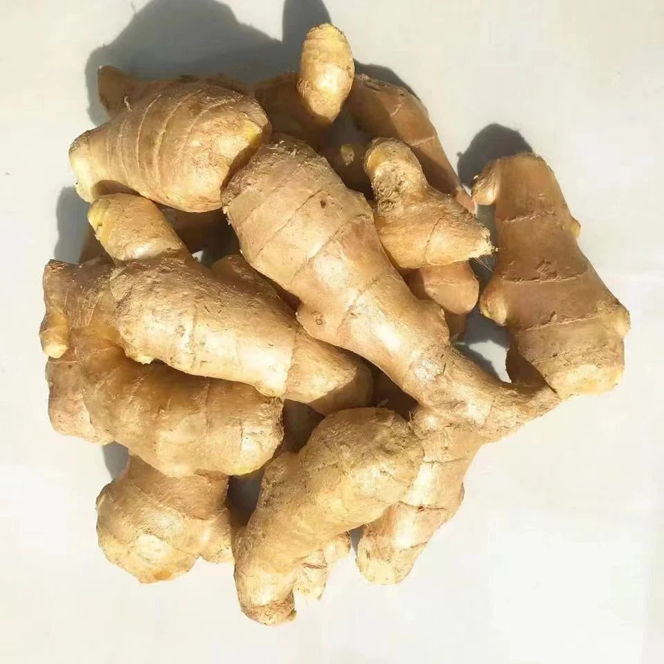 New Crop Shandong Origin Fresh Ginger