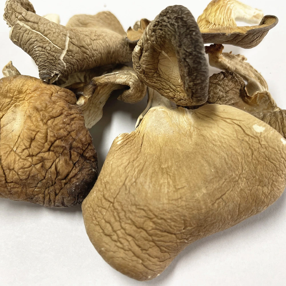 Fungos albalone Oyster Mushroom secos comestíveis