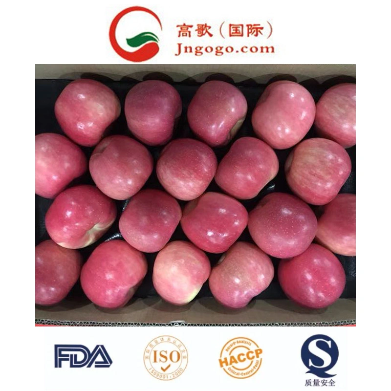 Good Quality Carton Packing Fresh Apple