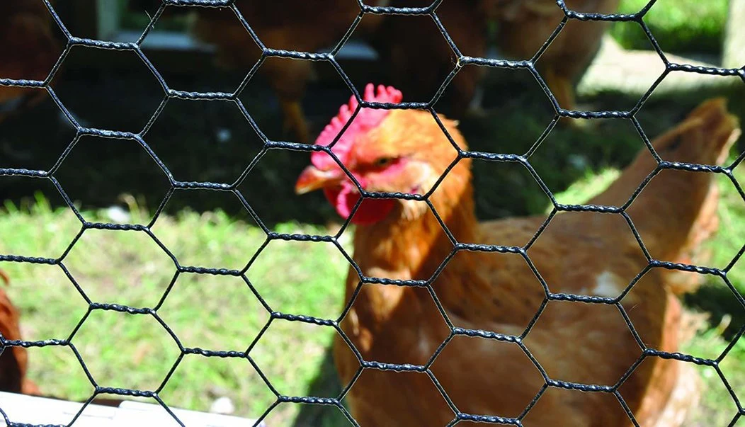 Chicken Wire Garden Wire Fence for Courtyard