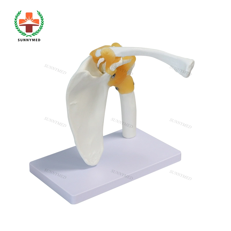 Teaching Shoulder Model Axis Scientific Muscle Shoulder Joint Model