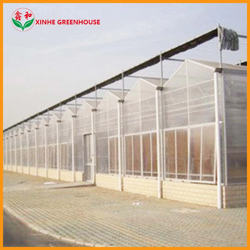 Polycarbonate Greenhouse for Hydroponic System for Tomato and Lettuce