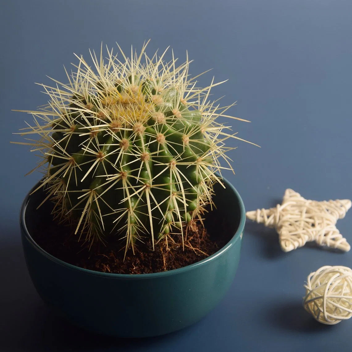 Different Size Golden Barrel Seeding Plant Cactus Indoor Garden Home Decoration Golden Ball