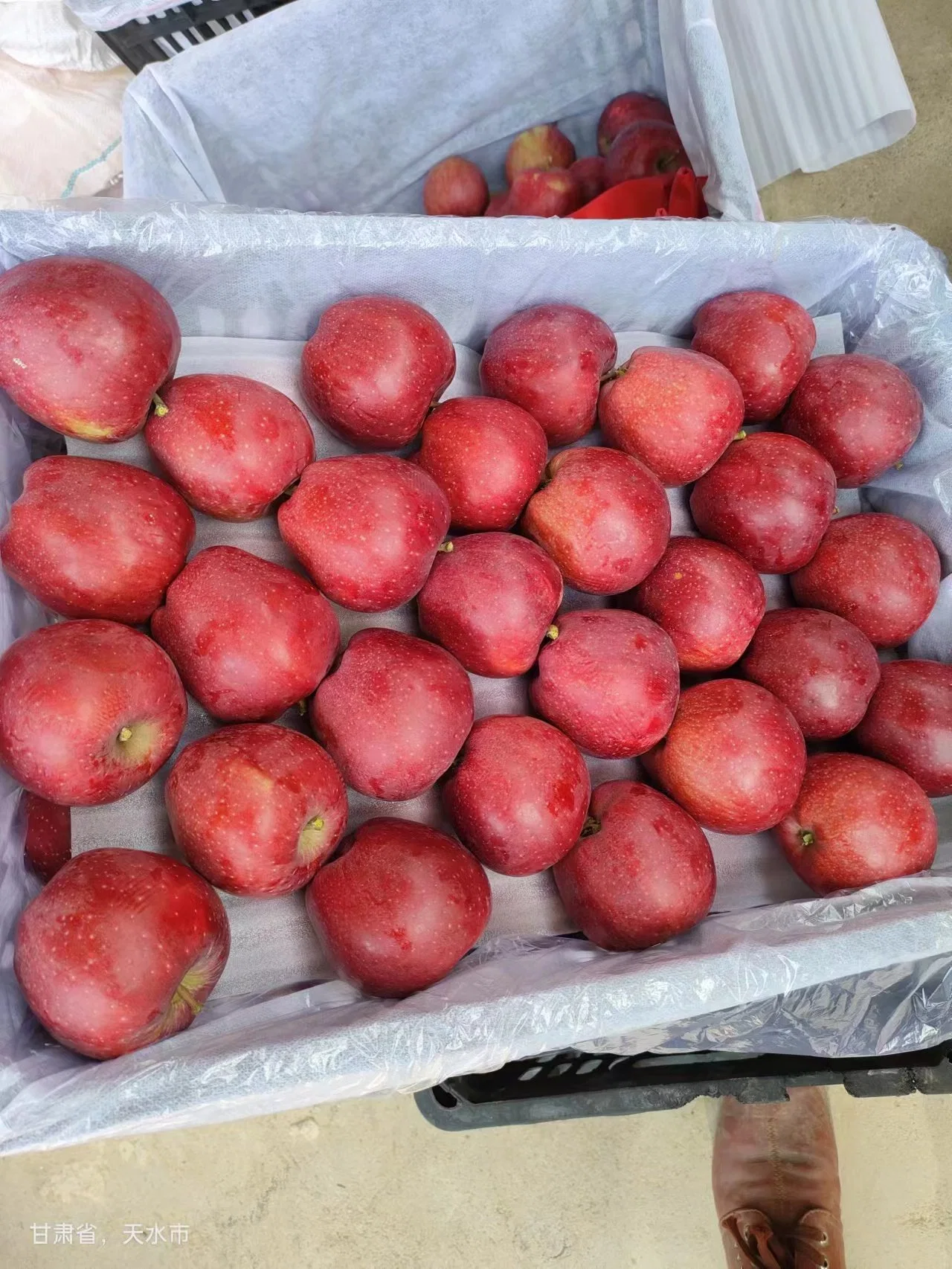 New Season 20kg in Carton Huaniu Apple Fruit Price