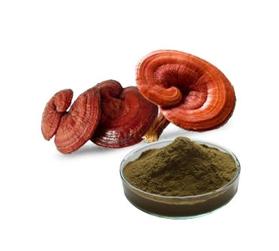 Organic Reishi Extract Reishi Mushroom Powder