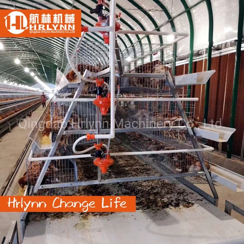 Africa Cheap Price Chicken Layer Cage with Fecal Cleaning System