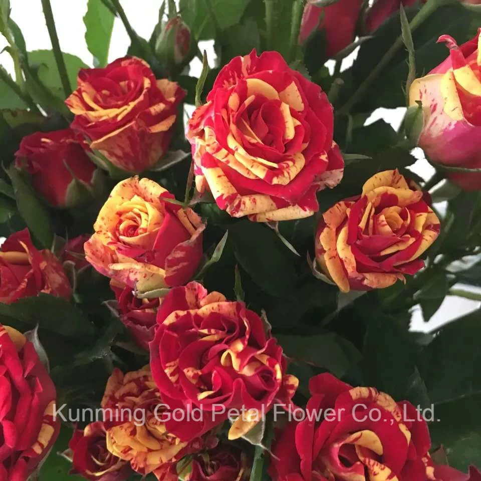 Superior Quality Fresh Cut Flowers Roses Crystal Multicolor Spray Rose