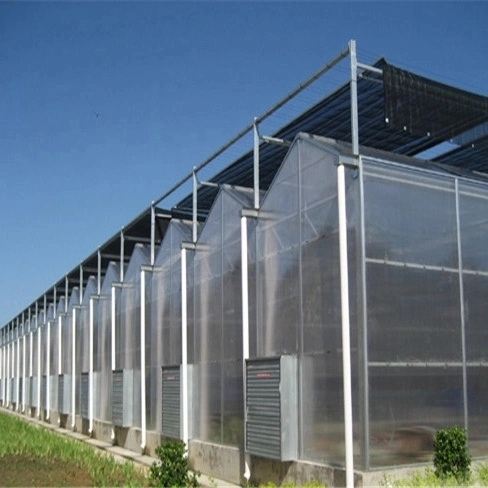 Agricultural Multi-Span PC Polycarbonate Greenhouse/Tempered Glass/Plastic Film//Hydroponic Greenhouse