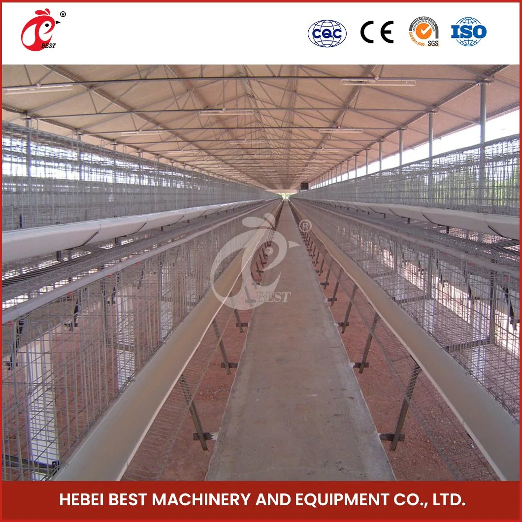 Bestchickencage a Type Pullet Hen Cage Breeder Cage China Steel Chicken Brooder Houses Supplier OEM Customized Bamboo Material Brooder Pullet Cages