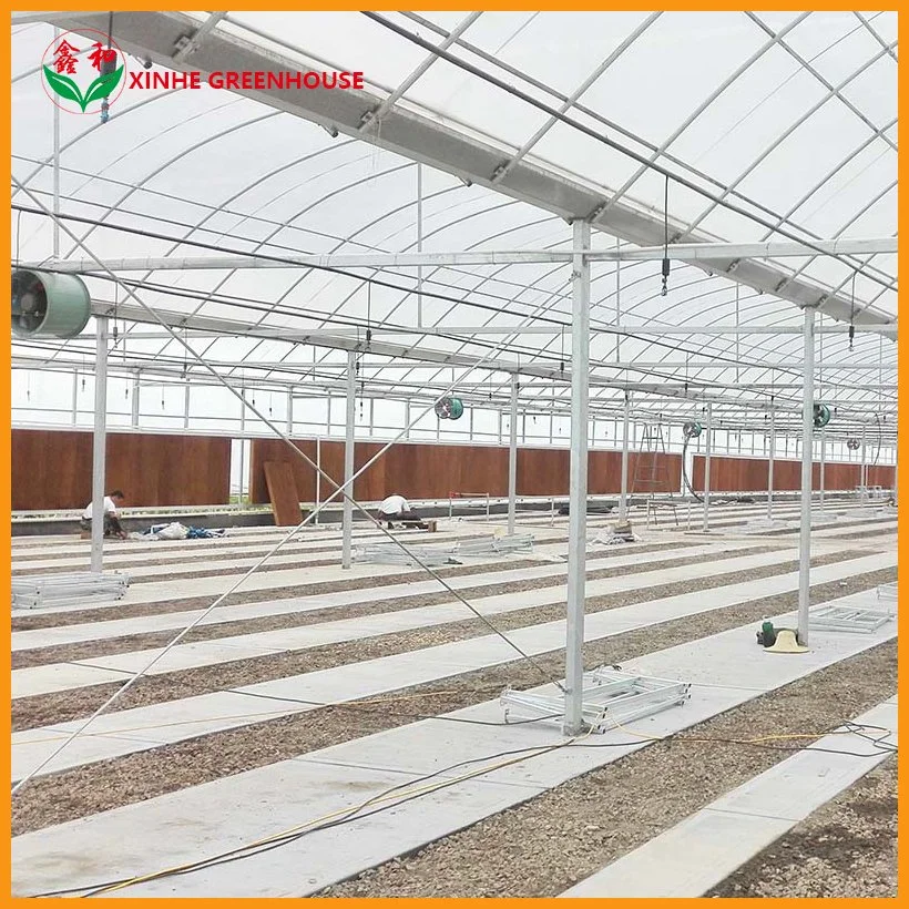 Kundenspezifisches Multi-Span Arch Typ PE / Po Kunststoff-Folie landwirtschaftliches grünes Haus Mit Hydrokultur-System für Tomaten/Gurken/Salat/Pfeffer Pflanzen