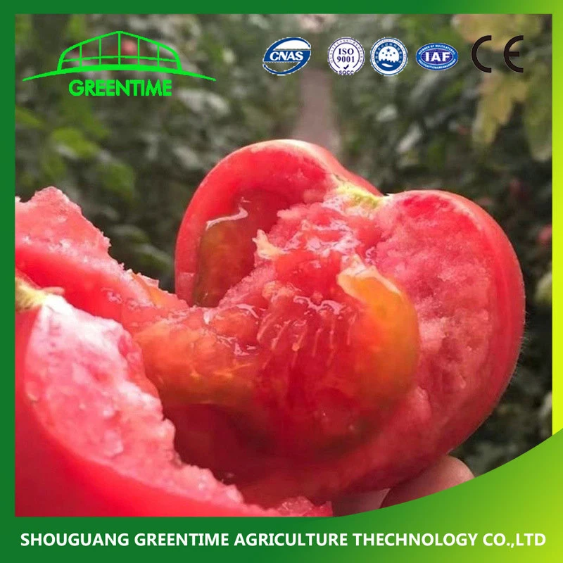 High quality/High cost performance  Cheap Price Greenhouse Growing Tomatoes Seeds for 4 Seasons