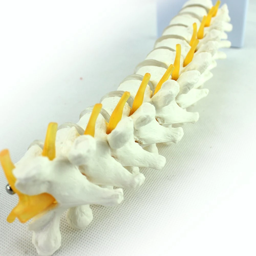 Labor Biologische Lernmodelle Zervixvertebra Skeleton Modell von PVC