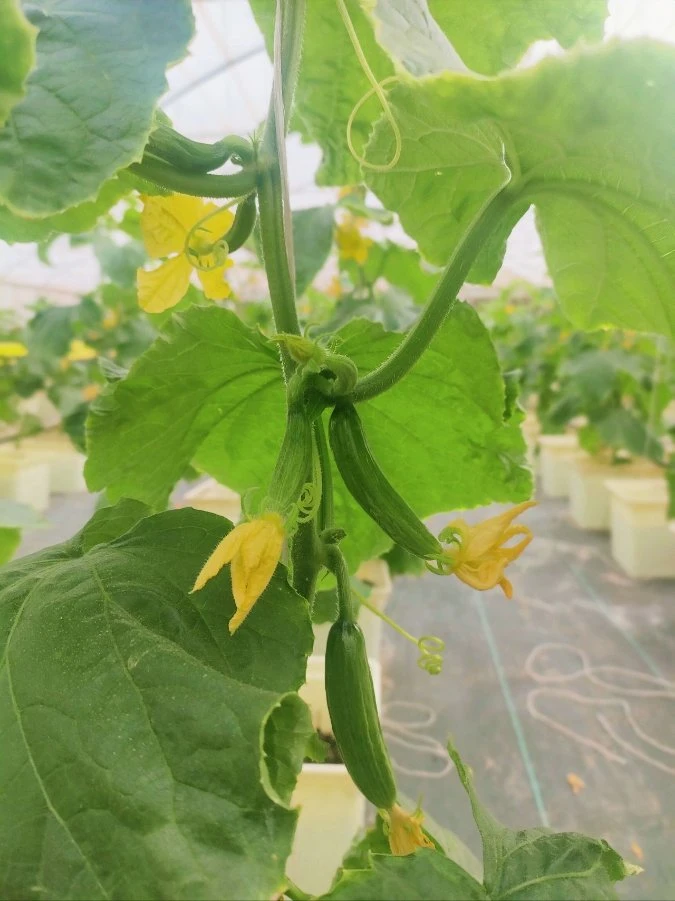 La Hidroponía invernaderos holandeses sistema de siembra de la cuchara para el tomate hortalizas vid creciente