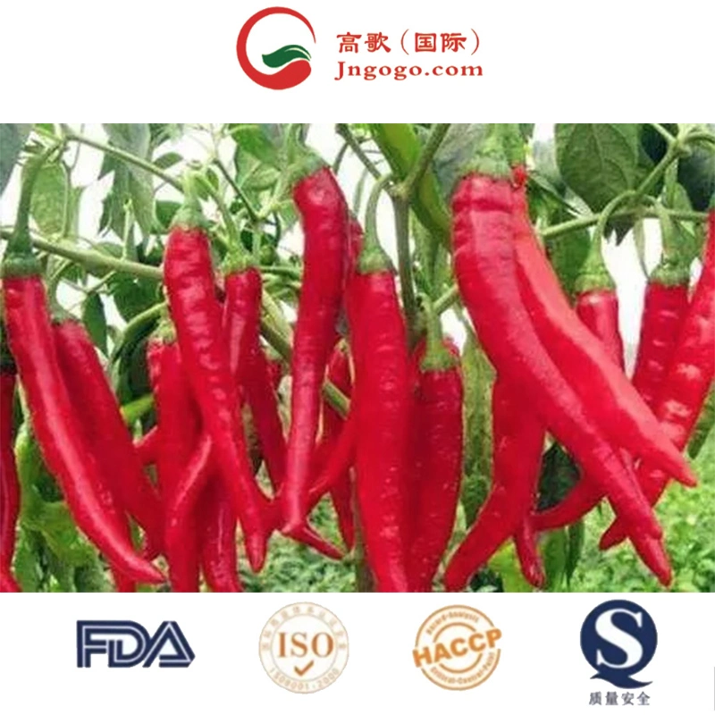 Trocken Süßer Roter Pfeffer / Ganze Süße Paprika Pods Getrocknete Rote Chili