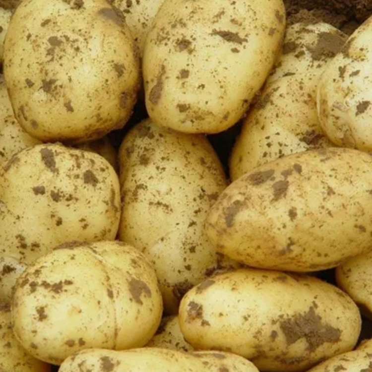 New Crop Chinese Farm Fresh Potato para Venda