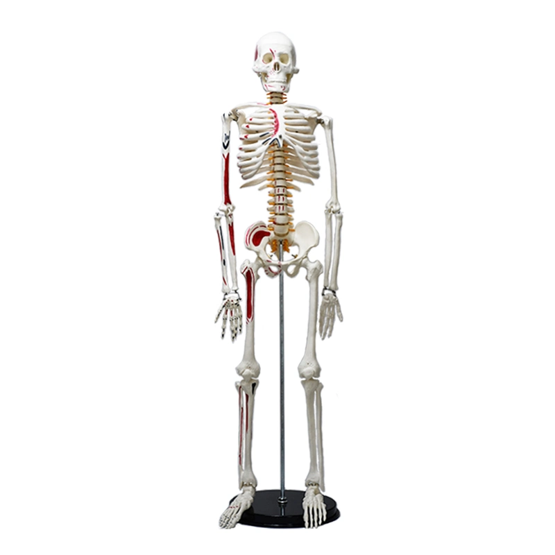 85cm Anatomiemodell des menschlichen Knochen-Skeletts mit Neurovaskulären und Muskel Start- und Endpunkt Lehrressourcen