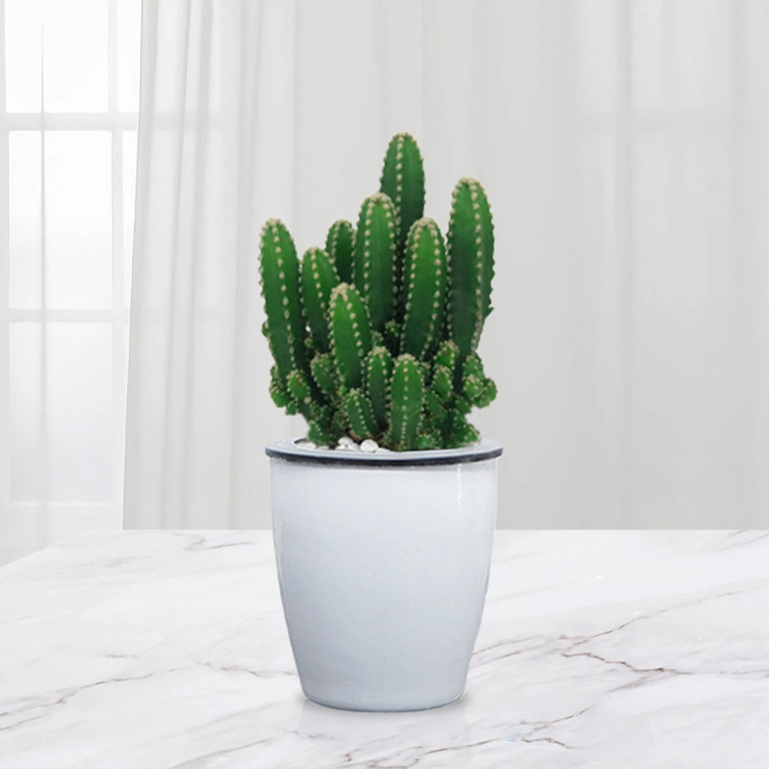 Cactus Decor Euphorbia Tirucalli Live Plants Succulent Natural Cactus Nursery Wholesale/Supplier