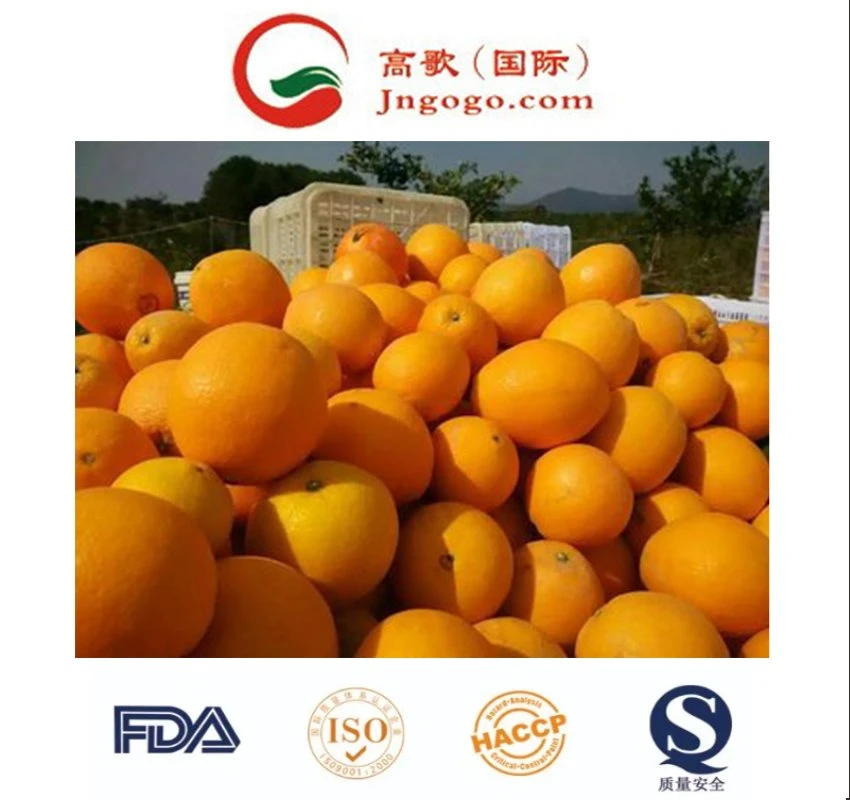 Premium Fresh Oranges - Big Orange Fruits Best Price Offer Mandarine